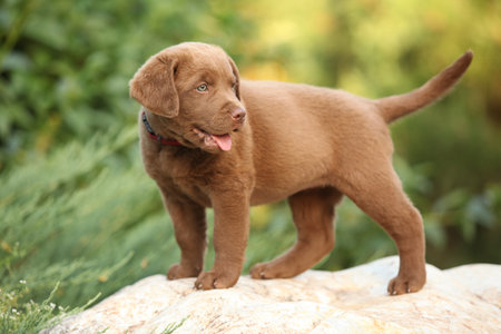 Chesapeake Bay retriever puppy on the stone in the gardenの写真素材