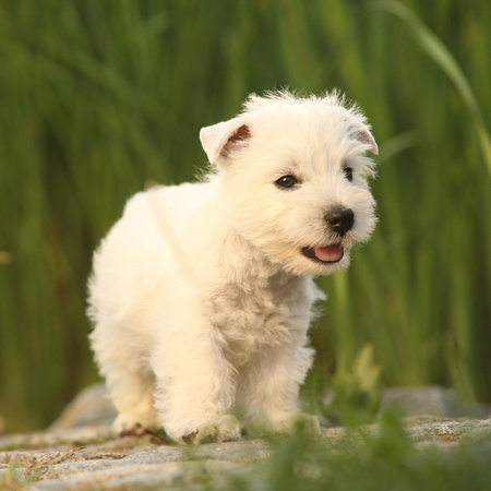 Amazing puppy playing in the gardenの写真素材
