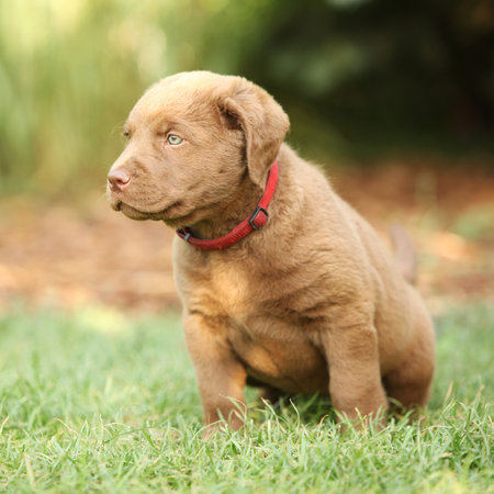 Chesapeake Bay retriever puppy on the stone in the gardenの写真素材