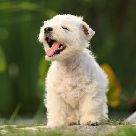 Puppy of Welsh Highland White terrier, playing in the gardenの写真素材