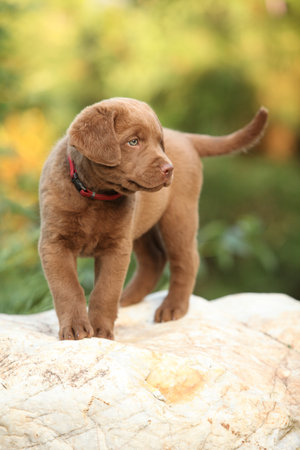 Chesapeake Bay retriever puppy on the stone in the gardenの写真素材