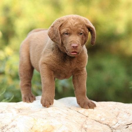 Chesapeake Bay retriever puppy on the stone in the gardenの写真素材
