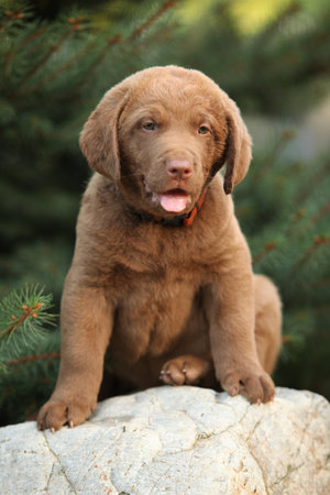 Chesapeake Bay retriever puppy on the stone in the gardenの写真素材