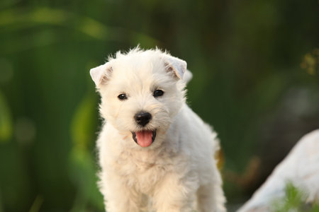 Amazing puppy, playing in the gardenの写真素材