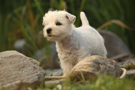 Puppy of Welsh Highland White terrier, playing in the gardenの写真素材