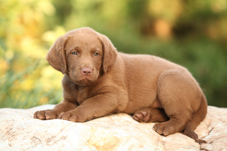 Chesapeake Bay retriever puppy on the stone in the gardenの写真素材
