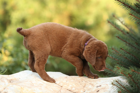 Chesapeake Bay retriever puppy on the stone in the gardenの写真素材