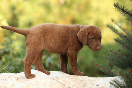 Chesapeake Bay retriever puppy on the stone in the gardenの写真素材