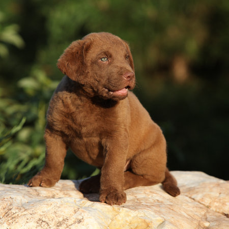 Chesapeake Bay retriever puppy on the stone in the gardenの写真素材