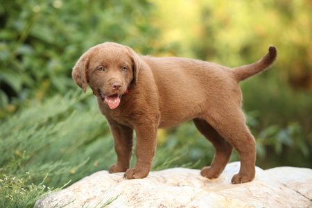 Chesapeake Bay retriever puppy on the stone in the gardenの写真素材