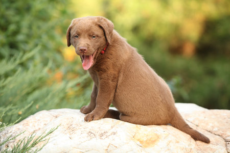 Chesapeake Bay retriever puppy on the stone in the gardenの写真素材