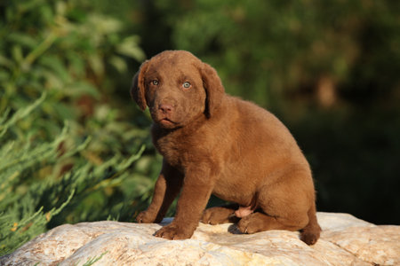 Chesapeake Bay retriever puppy on the stone in the gardenの写真素材