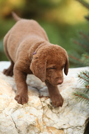 Chesapeake Bay retriever puppy on the stone in the gardenの写真素材