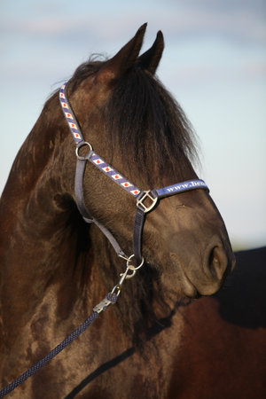 Horse with halter in summer sunsetの写真素材