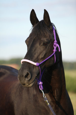 Friesian horse with halter in summer sunsetの写真素材