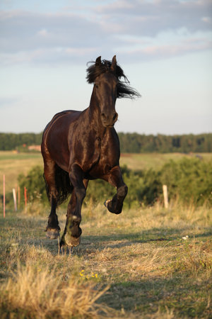 Horse with long mane moving in summer sunsetの写真素材