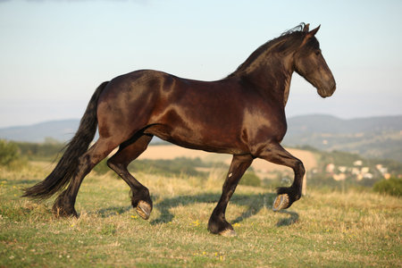 Horse with long mane moving in summer sunsetの写真素材