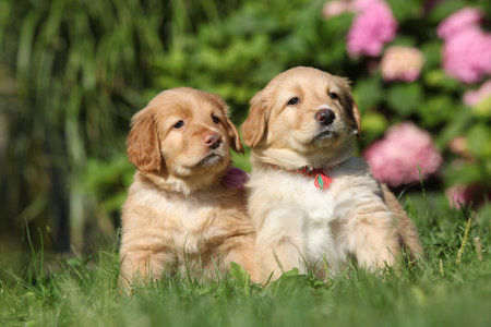 Puppies in the garden together, spring sunny dayの写真素材