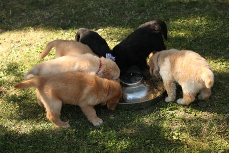 Puppies in the garden together, eating, spring sunny dayの写真素材