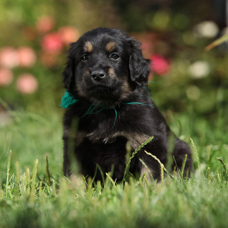 Amazing hovawart puppy in the garden alone, sunny weather, springの写真素材