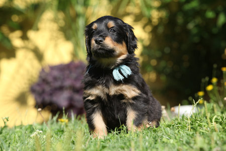 Amazing hovawart puppy in the garden alone, sunny weather, springの写真素材