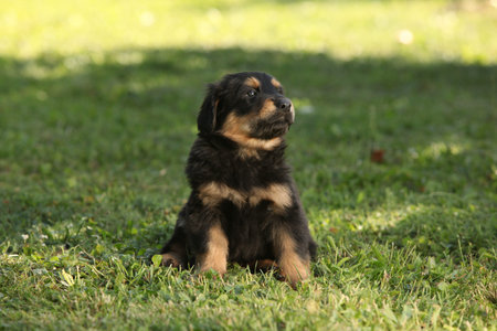 Amazing hovawart puppy in the garden alone, sunny weather, springの写真素材