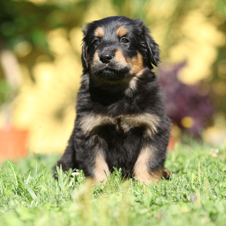 Amazing hovawart puppy in the garden alone, sunny weather, springの写真素材