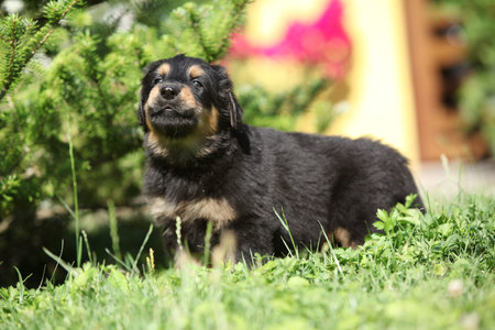 Amazing hovawart puppy in the garden alone, sunny weather, springの写真素材