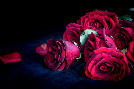 Blood red roses on a black backgroundの写真素材