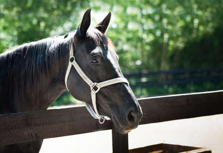 Head of a black horse up close on a green backgroundの写真素材