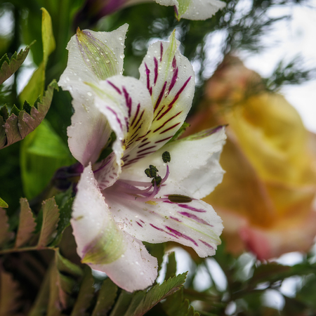 Lily flower with water drops in a bouquet closeupの写真素材