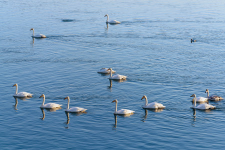 white swans on a sunny day