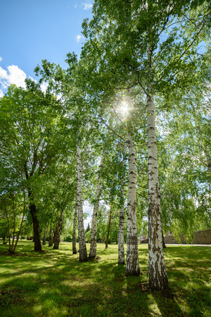 trees through the branches of treesの写真素材