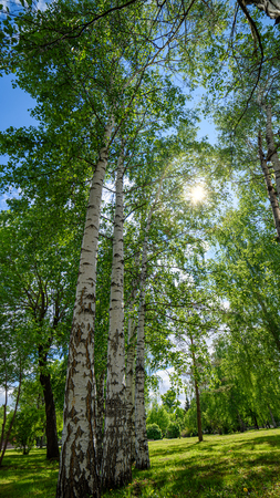 trees through the branches of treesの写真素材