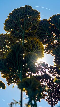 bottom view of the green grass against the blue sky in the sunlight, close-upの写真素材