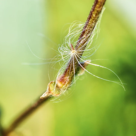 dandelion's umbrella caught on a branch before it hit the ground. Closeup, close-up, bokeh