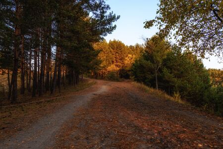 forest in the early morning, illuminated by the first rays of the sunの写真素材
