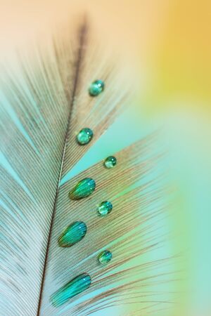 water drops on a bird feather close-up, macroの写真素材