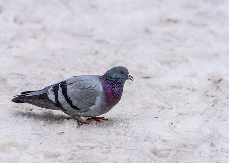 blue pigeon looking for food in the snow close upの写真素材