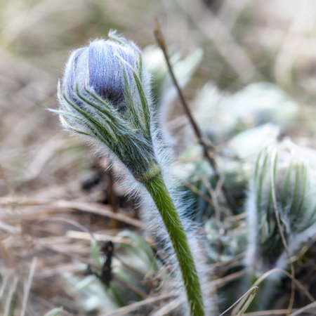 spring flower, primrose, lumbago, dream grass, close-up