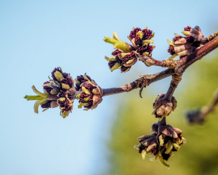 budding on a branch in early spring, close-up