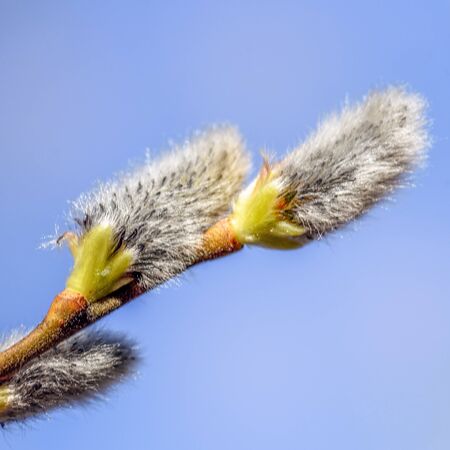 flowering willow buds on a branch close up in early springの写真素材