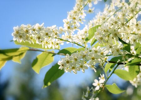 Blooming branch of an tree on a sunny spring dayの写真素材