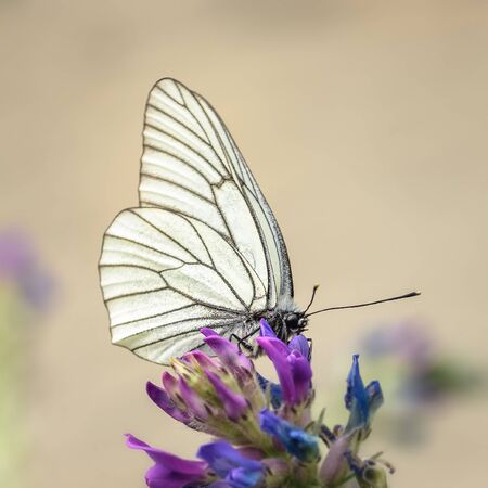 Hawthorn butterfly sitting on a flower, close-up. Altai territory, Russiaの写真素材
