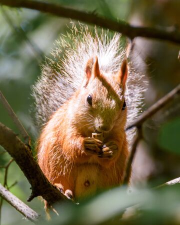 a small squirrel sits on a tree among the leaves, illuminated by the sunの写真素材