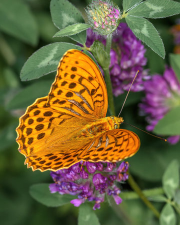 orange day butterfly Argynnis paphia sits on a clover flower, close-up