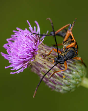 barbel beetle leptura on a clover flower, close-upの写真素材