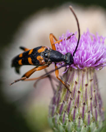 barbel beetle leptura on a clover flower, close-upの写真素材