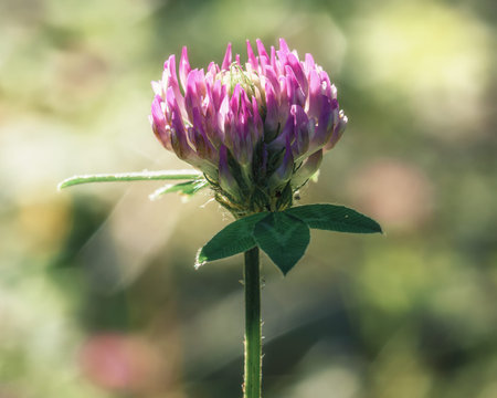 blooming clover flower close-up, illuminated by the sun