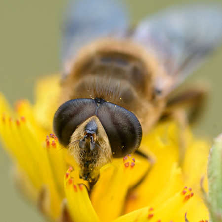 portrait of a buzzing fly on a yellow flower close upの写真素材